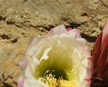 Buonconvento  2015 048